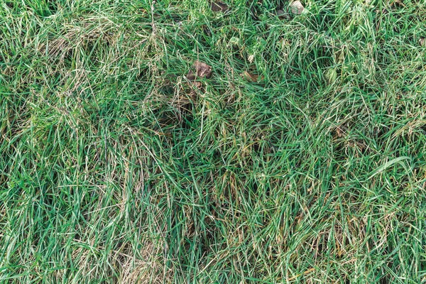 Una Vista Superior Bermudagrass Suelo —  Fotos de Stock