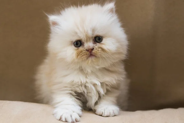 Tiro Close Pequeno Gatinho Bonito Sofá — Fotografia de Stock