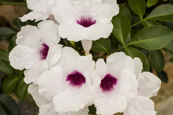 Eine Nahaufnahme Von Weiß Mit Lila Pandorrhoe Jasminblüten Einem Garten — Stockfoto