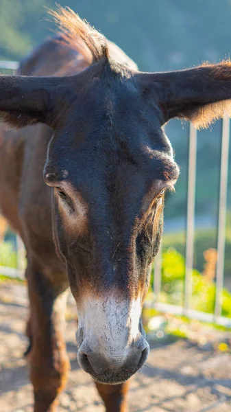 Primer Plano Vertical Una Cabeza Burro Marrón Con Orejas Grandes —  Fotos de Stock