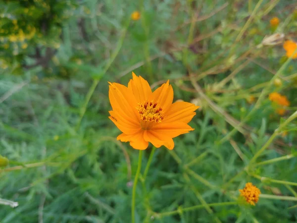 Egy Közeli Felvétel Egy Fényes Narancssárga Kénes Kozmosz Virágról — Stock Fotó