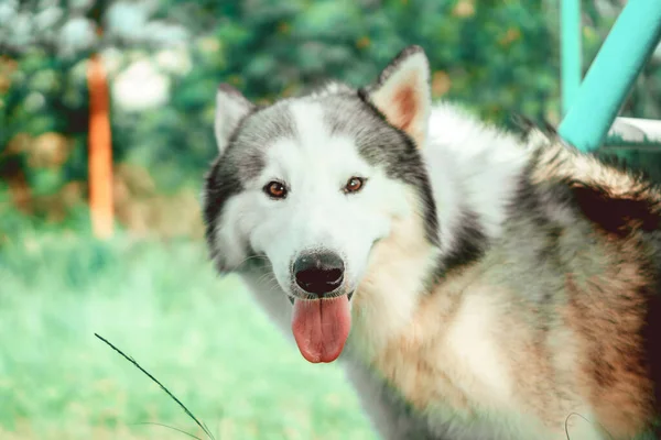 Hermosa Filipinas Jan 2018 Lindo Perro Husky Siberiano Blanco Negro —  Fotos de Stock