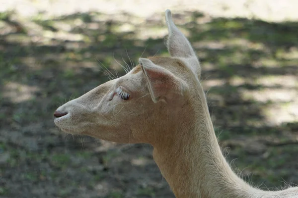 Primer Plano Cara Lama Blanco Con Fondo Borroso — Foto de Stock