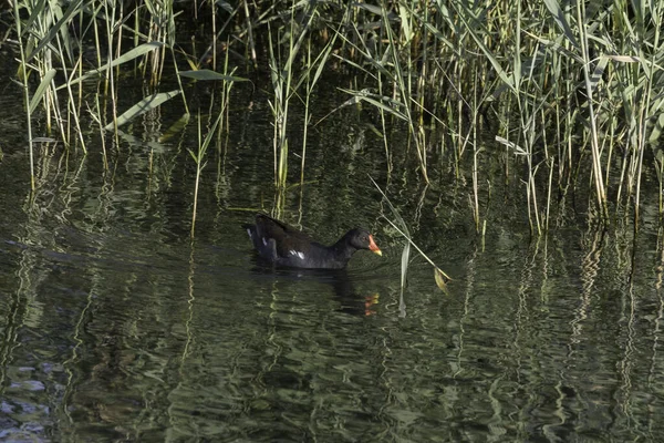 Moorhen Comum Nadando Água — Fotografia de Stock