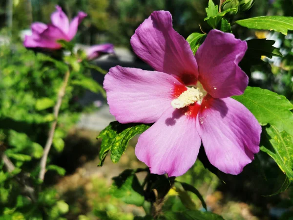 Egy Közeli Felvétel Hawaii Hibiszkuszról — Stock Fotó