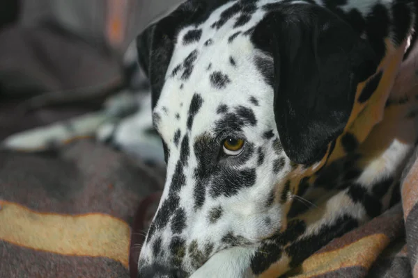 Selektywne Zbliżenie Dalmatyńskiej Twarzy Psa — Zdjęcie stockowe