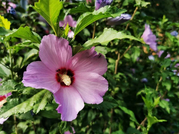 Primer Plano Hibisco Hawaiano —  Fotos de Stock