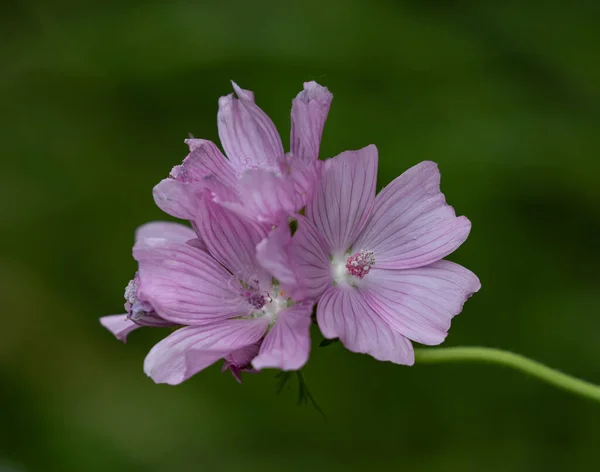 ピンクのマスクの花のクローズアップショットを許可します — ストック写真