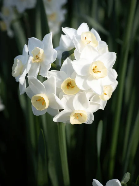 ナルシスタゼッタ ペーパーホワイト バンチ花のナルシスダフェドールの花 — ストック写真
