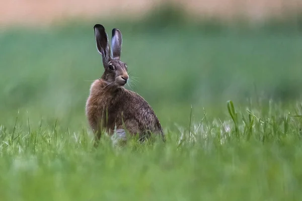 緑の牧草地にウサギの浅いフォーカスショット — ストック写真