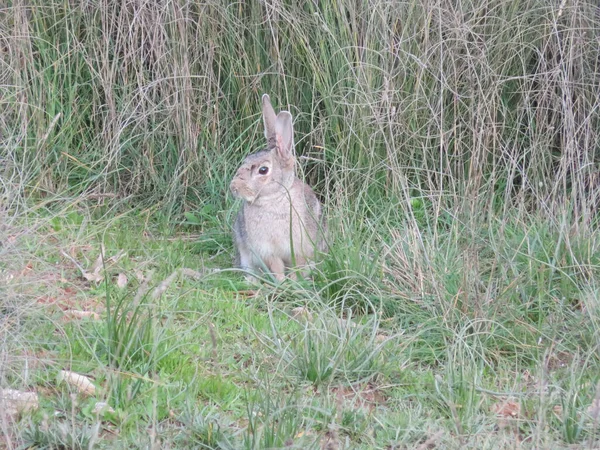 Coniglio Europeo Oryctolagus Cuniculus Coney Nel Terreno Con Erba — Foto Stock