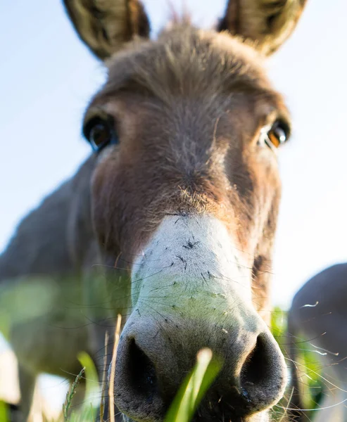 Primer Plano Vertical Lindo Burro Campo Durante Día — Foto de Stock