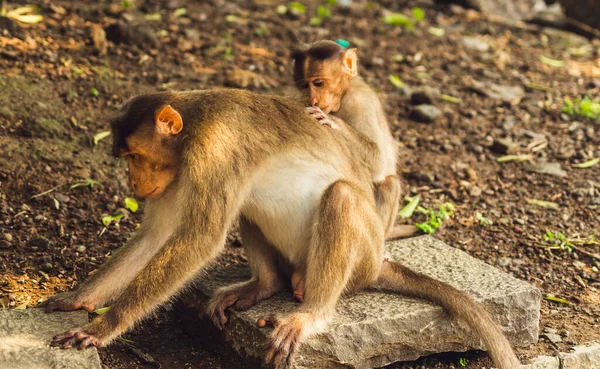Närbild Två Rhesus Macaque Utomhus Dagsljus — Stockfoto