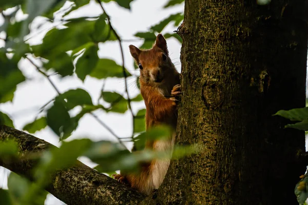 Mise Point Peu Profonde Écureuil Sur Arbre — Photo