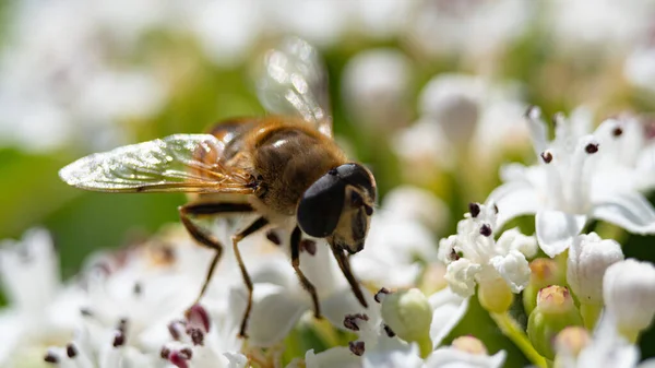 Крупним Планом Знімок Бджоли Сидить Квітці Бере Неї Нектар — стокове фото