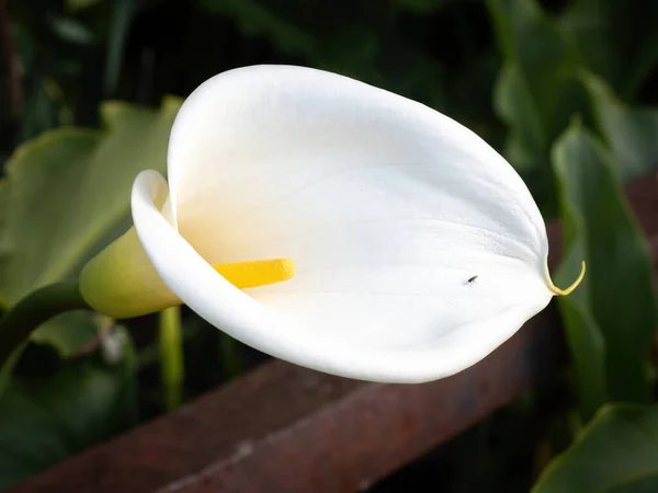 Vue Rapprochée Calla Lily Blanche Poussant Sauvage Dans Parc — Photo