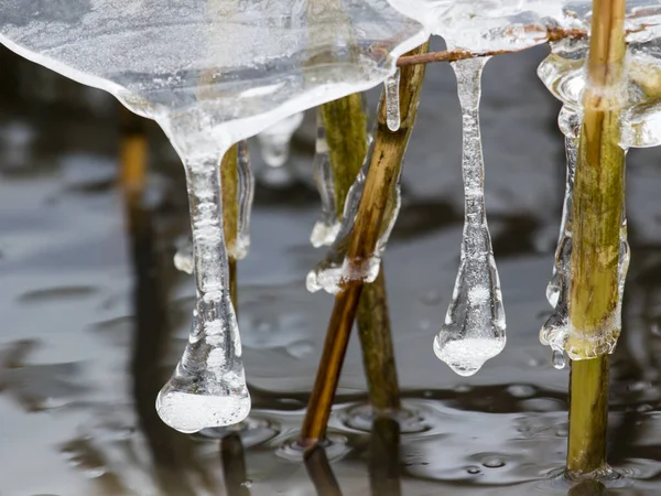 Eine Nahaufnahme Gefrorenen Tropfenden Eises Auf Pflanzen — Stockfoto
