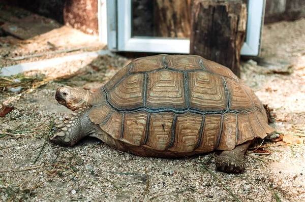 Gammal Sköldpadda Kryper Marken Solljus — Stockfoto