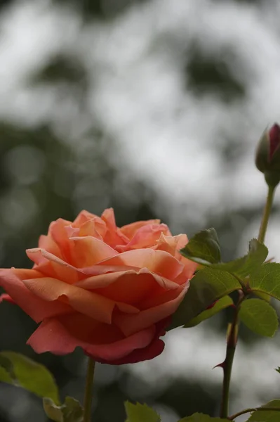 Płytkie Zbliżenie Ostrości Różowej Hybrydowej Herbaty Róża Naturze — Zdjęcie stockowe