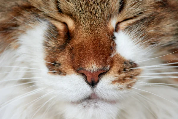 目を閉じてかわいい猫の肖像画 — ストック写真