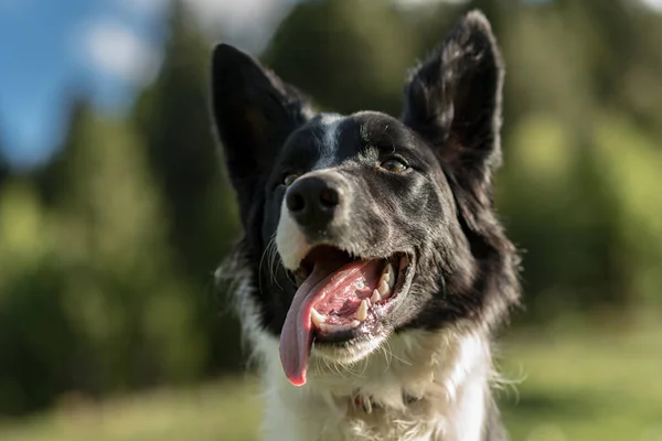 Cachorrinho Bonito Border Collie Preto Branco Montanha Andorra — Fotografia de Stock