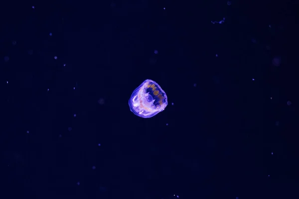Eine Beleuchtete Lila Qualle Schwimmt Dunklen Wasser — Stockfoto