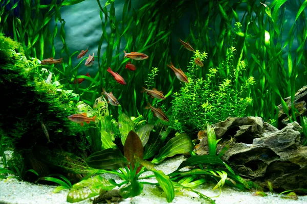 Tropical Fishes Swimming Freshwater Aquarium — Stock Photo, Image