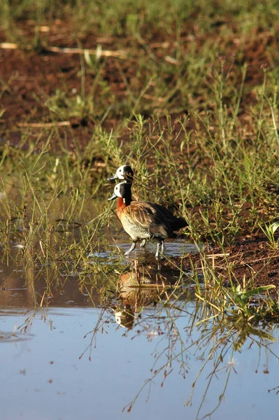 Tiro Vertical Dos Patos Cerca Del Agua Pequeña — Foto de Stock