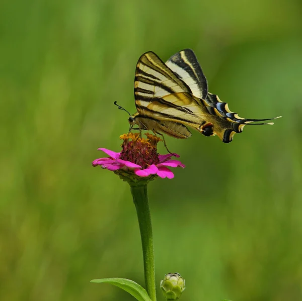 Een Close Shot Van Een Vlinder Een Mooie Roze Bloem — Stockfoto