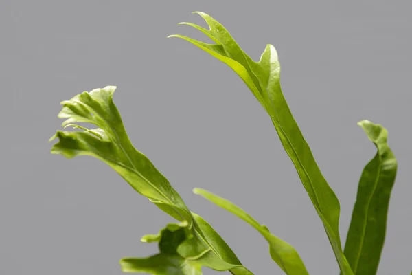 Ένα Κοντινό Πλάνο Του Πράσινου Φυτού Echinodorus Osiris Γκρι Φόντο — Φωτογραφία Αρχείου