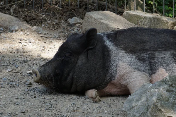 Big Sleeping Boar Laying Side Ground — Stock Photo, Image