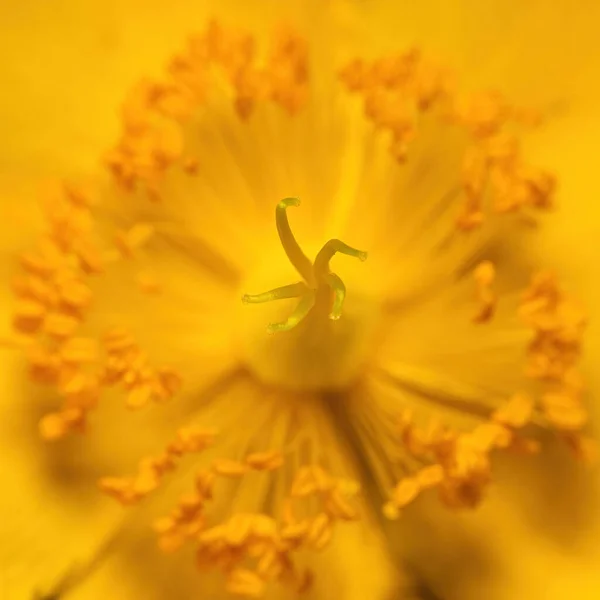 Ένα Μακρόστενο Πλάνο Του Στελέχους Ενός Κίτρινου Λουλουδιού — Φωτογραφία Αρχείου