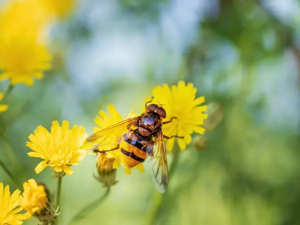 黄色の花に蜂のクローズ — ストック写真