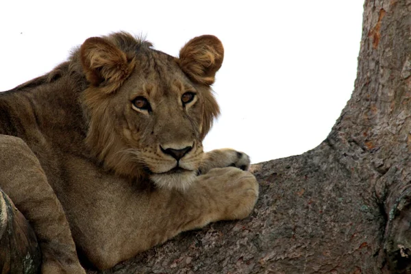 Tiro Perto Leão Selvagem Uma Árvore África Uganda — Fotografia de Stock