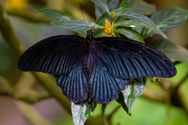Крупним Планом Чорно Синій Метелик Lepidoptera Сидить Листі Зеленій Природі — стокове фото