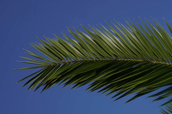 Låg Vinkel Skott Palm Gren Solljuset Och Blå Himmel — Stockfoto