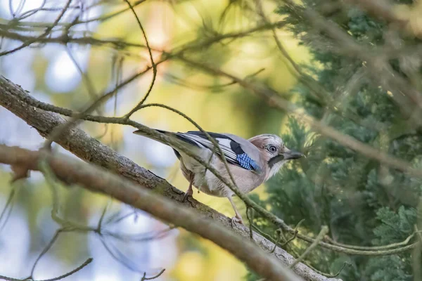Гілці Дерева Вистрілив Милий Птах Blue Jay — стокове фото