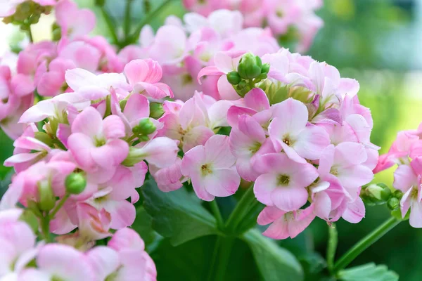 Primer Plano Hermosas Flores Hortensias Rosadas Jardín — Foto de Stock