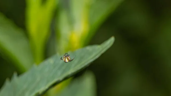 Ein Kleiner Käfer Auf Einem Blatt Mit Verschwommenem Hintergrund — Stockfoto