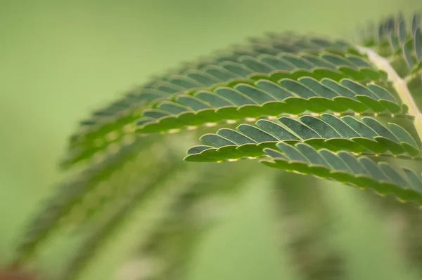 Focus Selettivo Foglie Phyllanthus Verde — Foto Stock