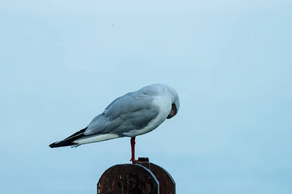 Tiro Seletivo Foco Uma Gaivota Branca Empoleirada Uma Superfície Metálica — Fotografia de Stock