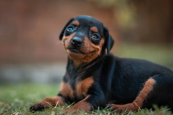 Een Portret Van Een Schattige Grappige Rottweiler Puppy Zittend Het — Stockfoto