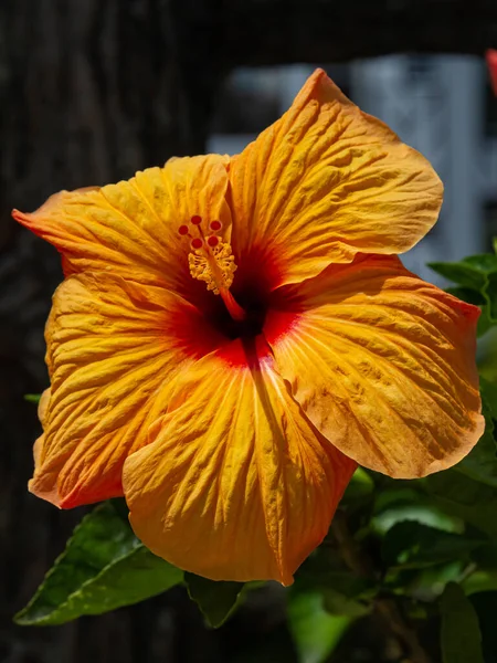 Gros Plan Hibiscus Orange Dans Jardin — Photo