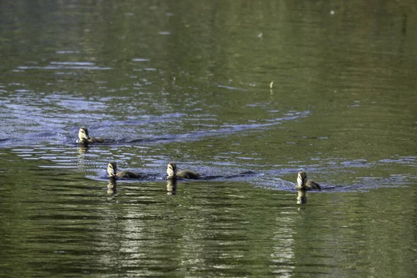 Eendjes Zwemmen Het Water — Stockfoto