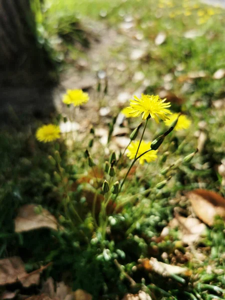 黄色の花のクローズアップショット — ストック写真