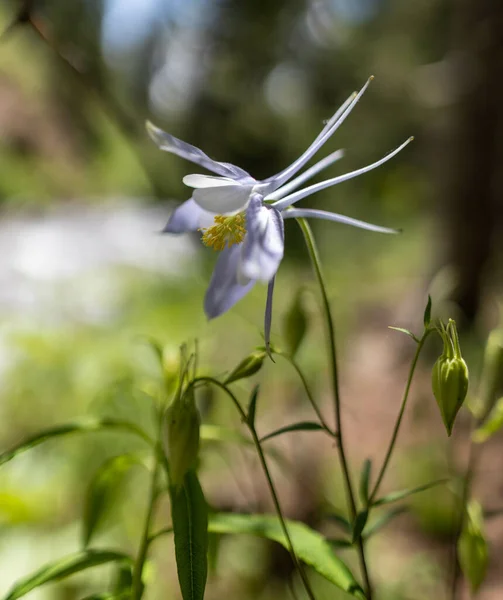 Een Selectieve Focus Van Een Aquilegium Sneeuwkoningin Bloem Een Tuin — Stockfoto