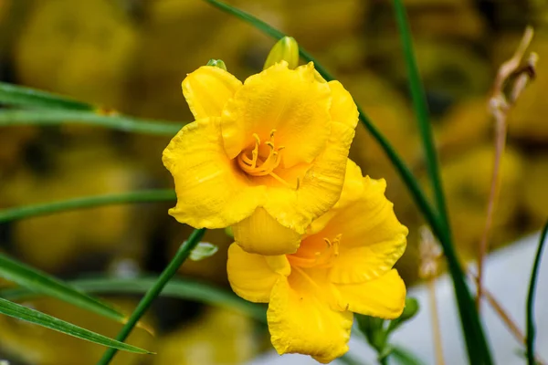 Tiro Seletivo Foco Dos Daylilies Amarelos — Fotografia de Stock