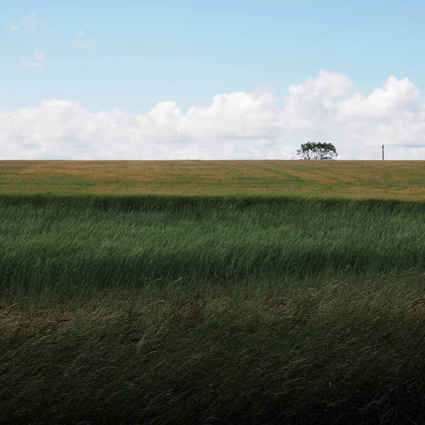 Een Opname Van Een Veld Met Een Boom Blauwe Lucht — Stockfoto