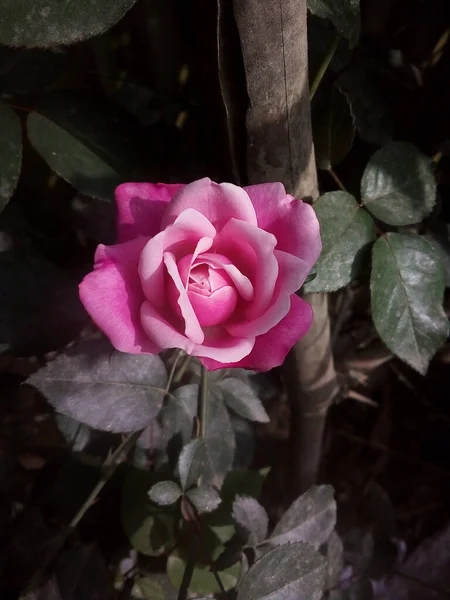 Eine Nahaufnahme Einer Rosa Gartenrose Der Dunkelheit — Stockfoto