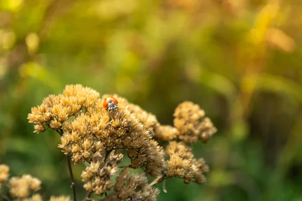 Vertical Shot Ladybird Dry Plant — Stock Photo, Image